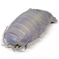 Trading Figure - Nature Technicolor