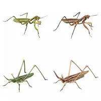 Trading Figure - Ikimono Daizukan