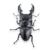 Trading Figure - Animarie Collection