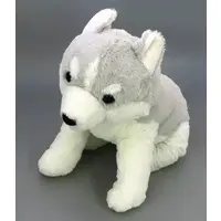 Plush - Siberian Husky