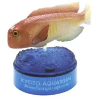 Trading Figure - Kyoto Aquarium