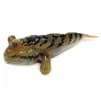 Trading Figure - Freshwater Fishes