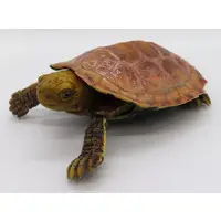 Trading Figure - Ikimono Daizukan