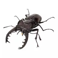 Trading Figure - Ikimono Daizukan