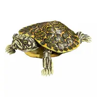 Trading Figure - Ikimono Daizukan