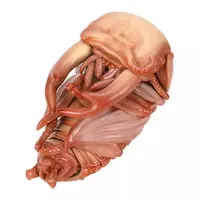 Trading Figure - Ikimono Daizukan