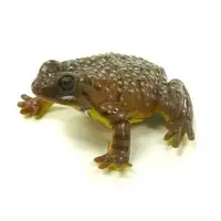 Trading Figure - Primary Color Amphibian Frog Encyclopedia