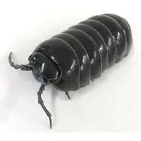 Trading Figure - Ikimono Daizukan