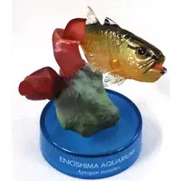 Trading Figure - Enoshima Aquarium