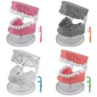 Trading Figure - Miniature tooth models