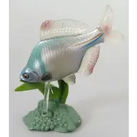Trading Figure - Freshwater Fishes